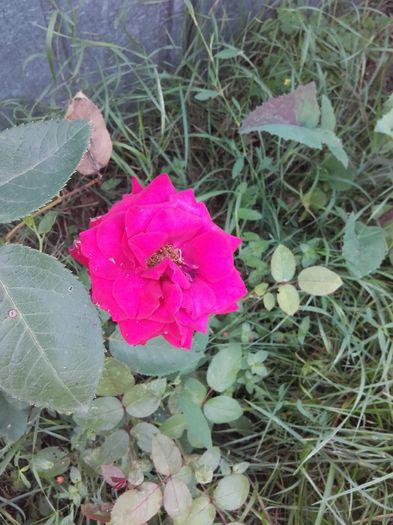 20160726_100958 - Trandafiri 2016