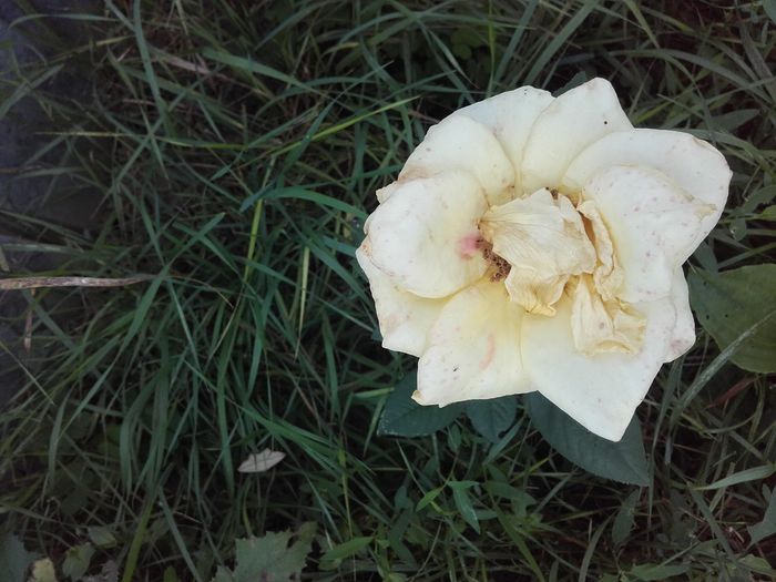 20160726_100950 - Trandafiri 2016