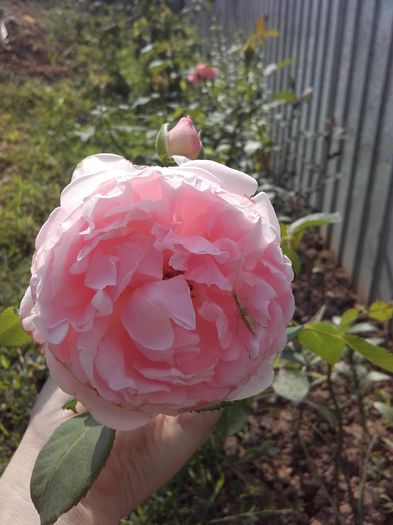 20160726_100914 - Trandafiri 2016