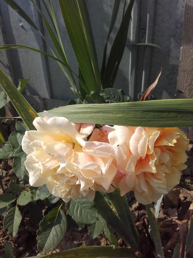 20160726_100827 - Trandafiri 2016