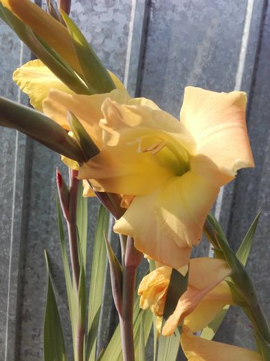 20160726_100901 - gladiole 2016