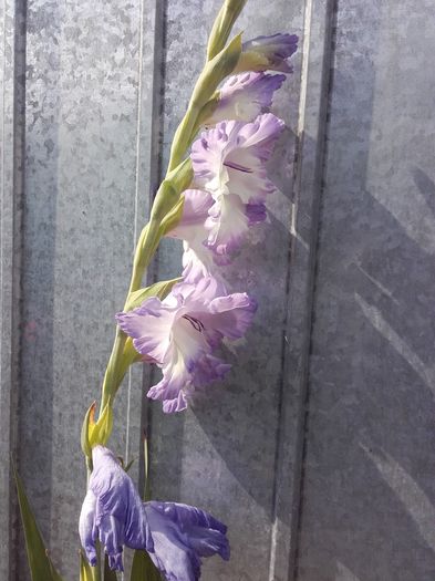 20160726_100819 - gladiole 2016