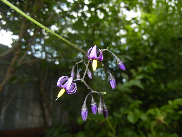 Solanum dulcamara (2016, May 27)