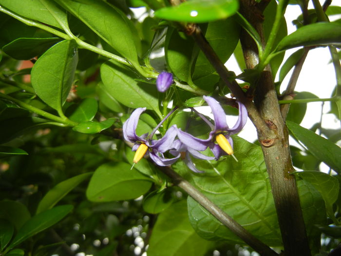 Solanum dulcamara (2016, May 27)