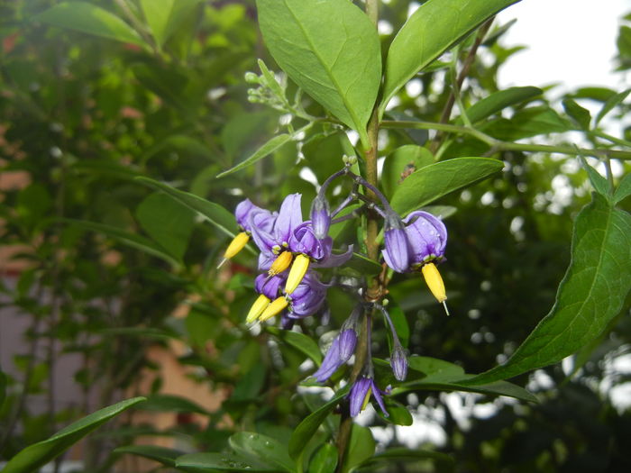 Solanum dulcamara (2016, June 17) - Solanum dulcamara