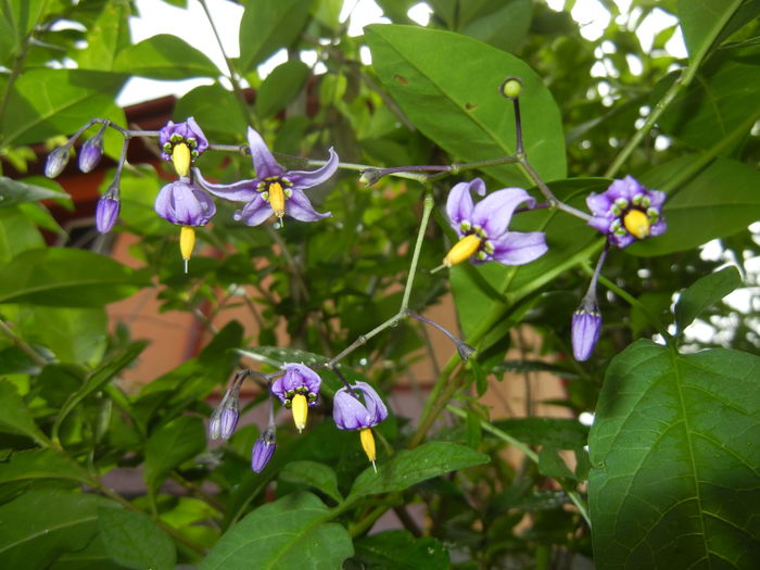 Solanum dulcamara (2016, June 17)