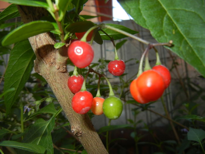 Solanum dulcamara (2016, July 02)