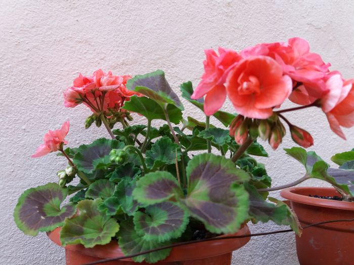20160526_184926 - MUSCATE
