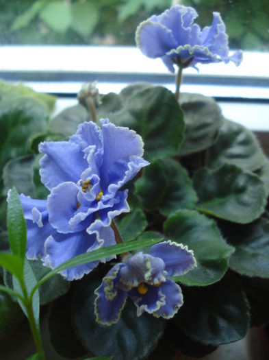  - 0 Zambetul florilor continua