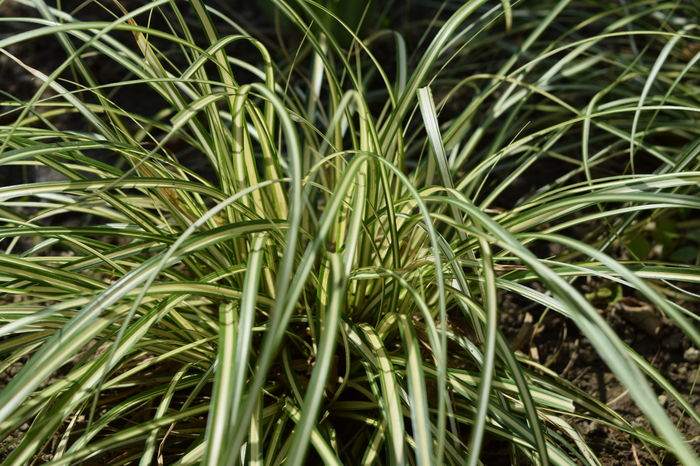 Carex