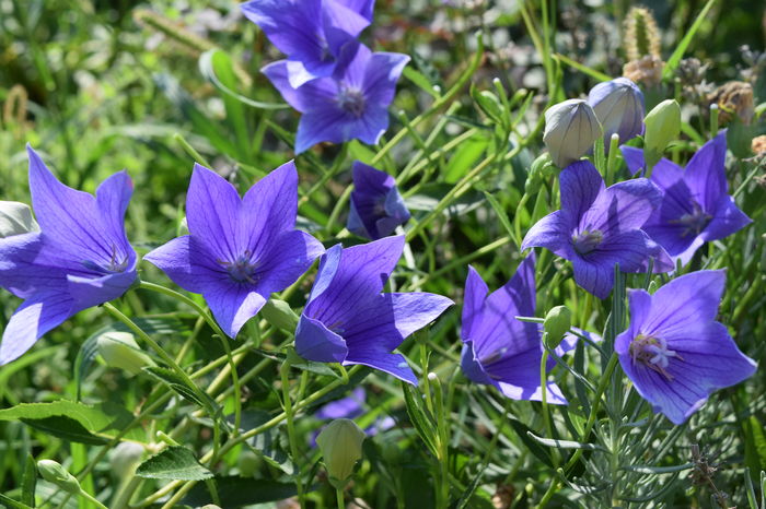 Platicondon Mariesii - 2016 Plantele mele