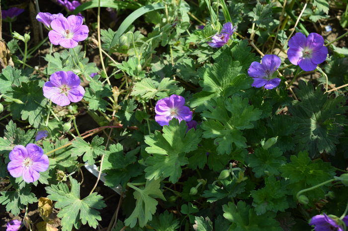 Geranium Rozanne