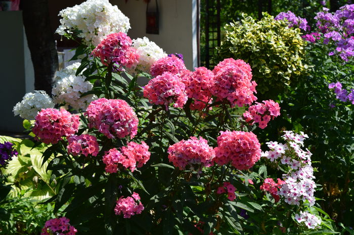 Phlox in Perennial garden - 2016 Iulie