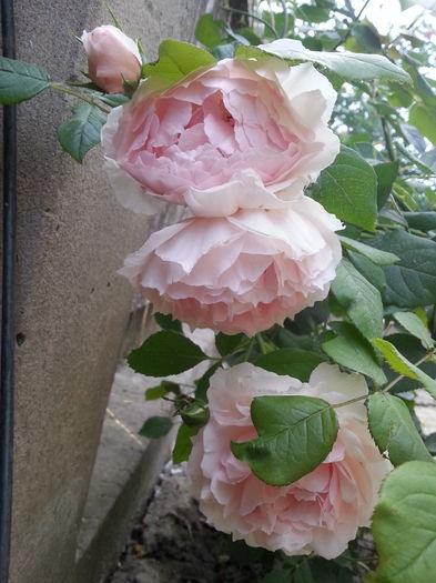 20160721_192039[1] - the wedgwood rose