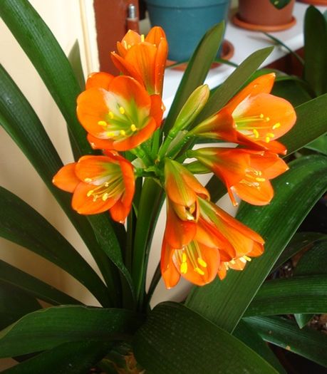 flori de vara (1) - clivia in 2016