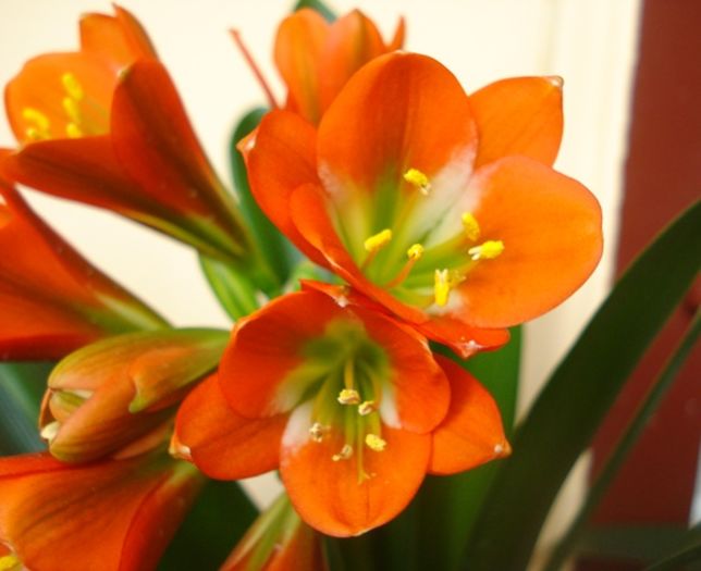 flori de vara (2) - clivia in 2016