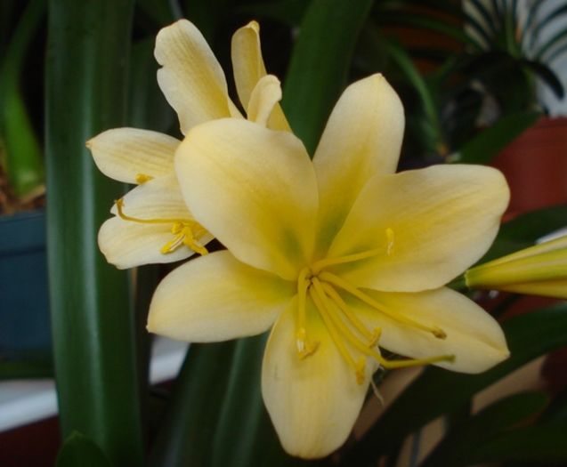 flori de vara (3) - clivia in 2016