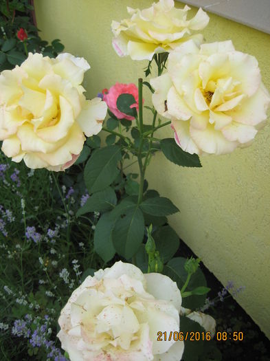 Picture 6554