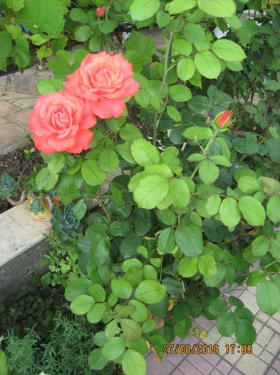 Picture 6563