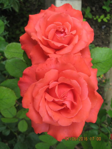 Picture 6564