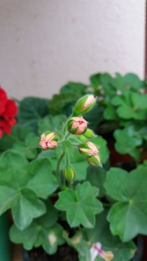 20160722_150445