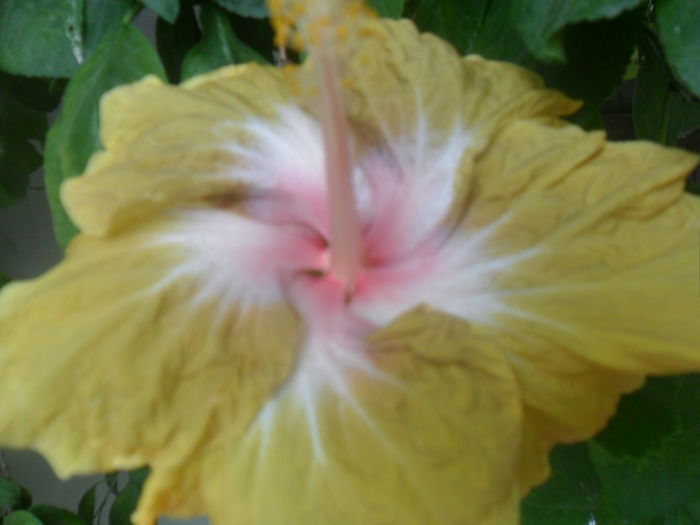 jeanette ellif - 0000-colectia mea de hibiscusi