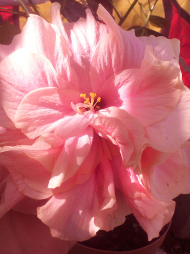 IMG_20160726_163722 - hibiscus classic pink