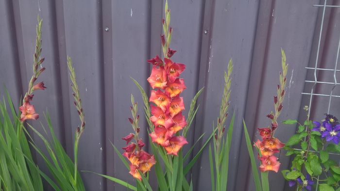 WP_20160726_17_01_23_Pro - Gladiole 2016