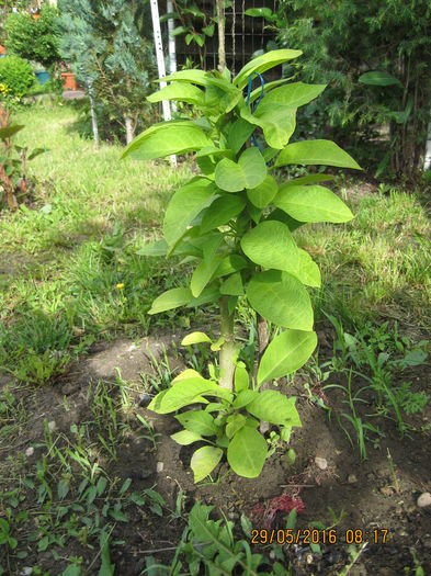 Picture 6189 - 3 BRUGMANSIA