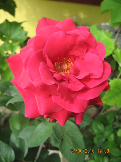 Picture 6567