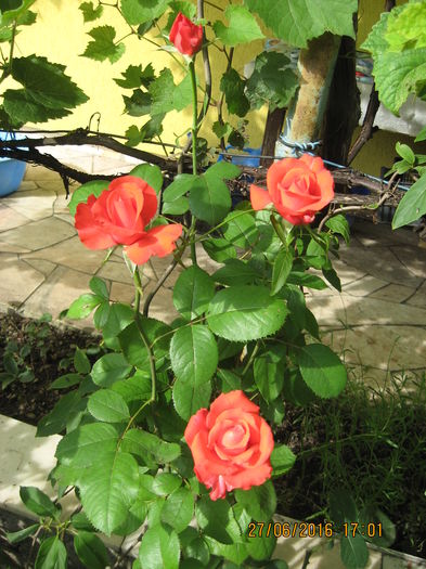 Picture 6568