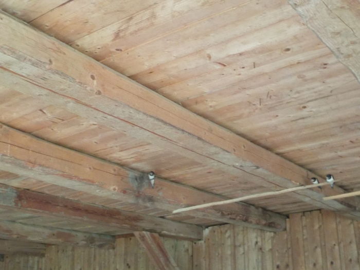 DSCN0921[1] - Randunele