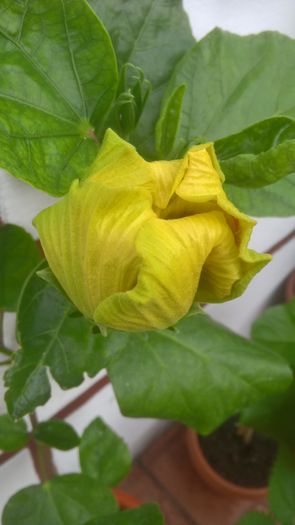 WP_20160726_18_15_20_Pro - Hibiscus Fruitango