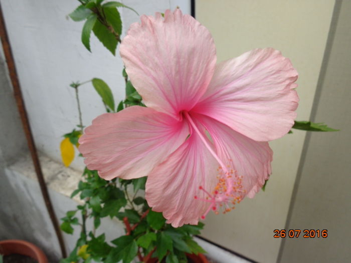 DSC02772 - 0001- 2016