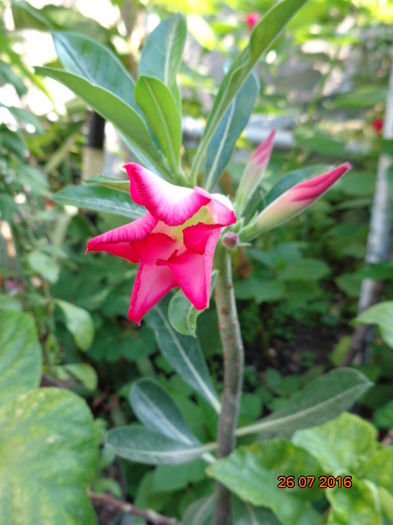 DSC02765 - Adenium