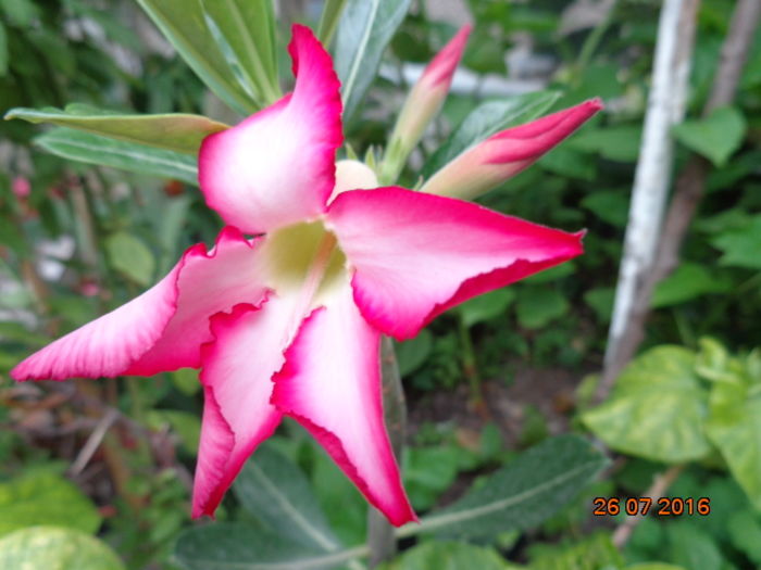 DSC02770 - Adenium