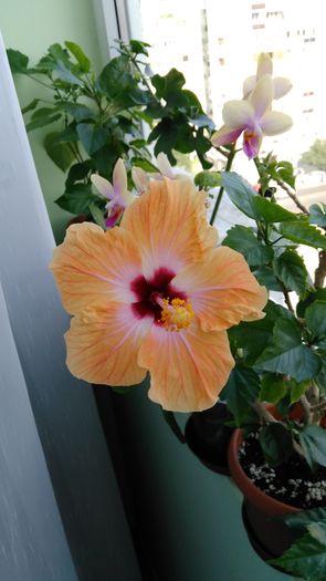 IMG_20160726_093105 - Hibiscus 2016