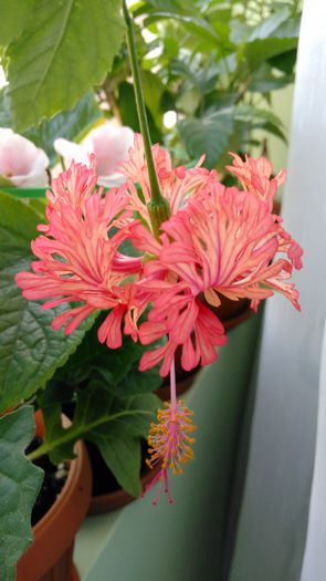 IMG_20160726_092905 - Hibiscus 2016