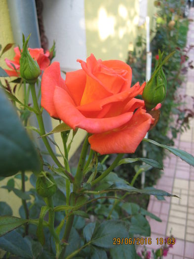 Picture 6603