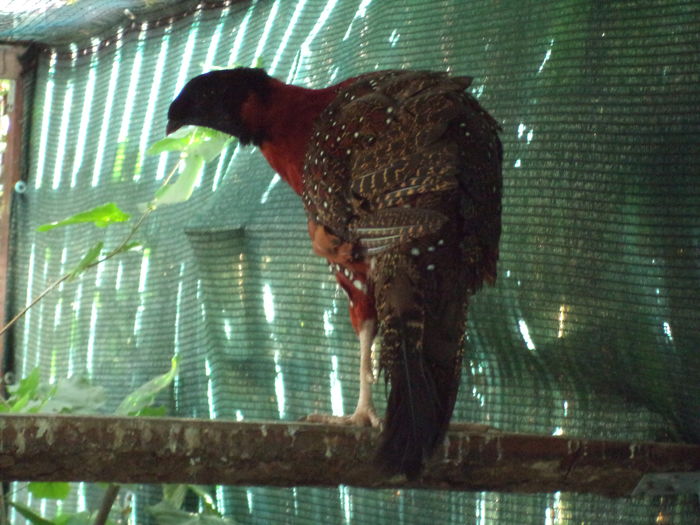  - Tragopan satyr