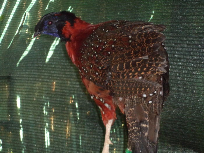  - Tragopan satyr