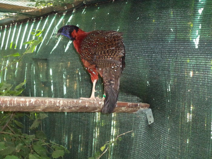  - Tragopan satyr