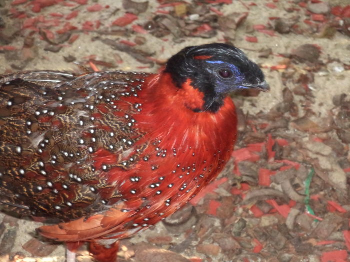  - Tragopan satyr