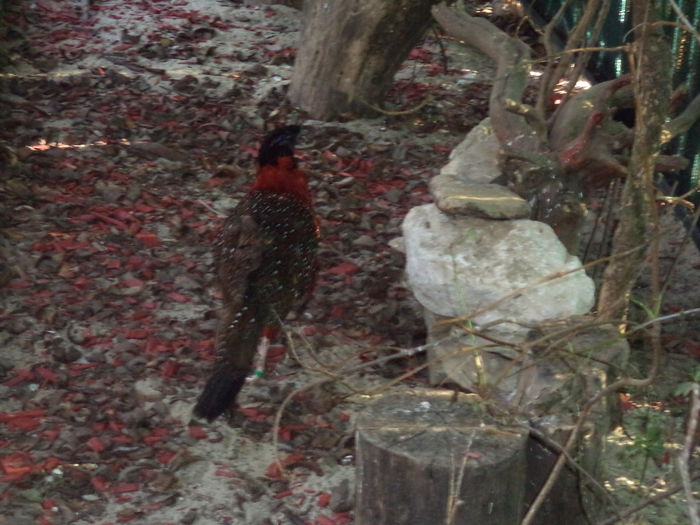  - Tragopan satyr