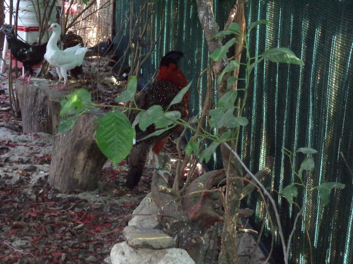  - Tragopan satyr