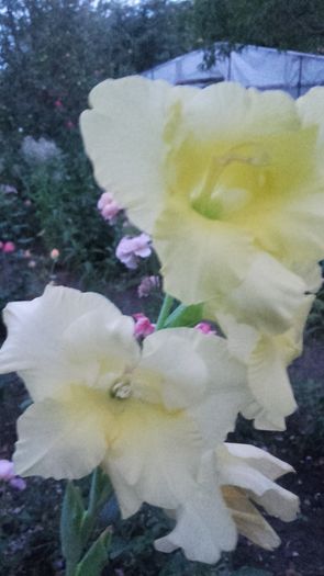 20160716_210620 - gradina