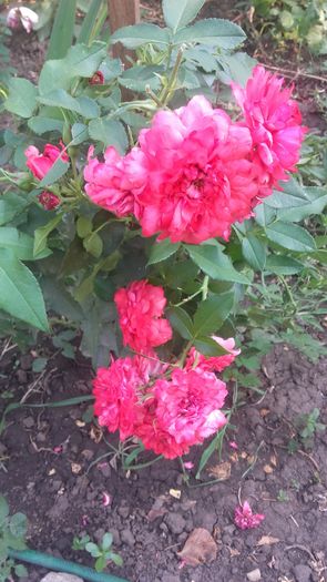 20160723_182403 - gradina