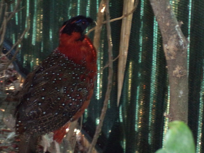  - Tragopan satyr