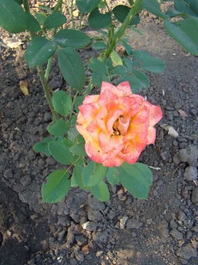 DSC07401 - trandafiri 2016