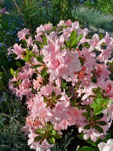 P1830770 - Azalee si Rhododendroni